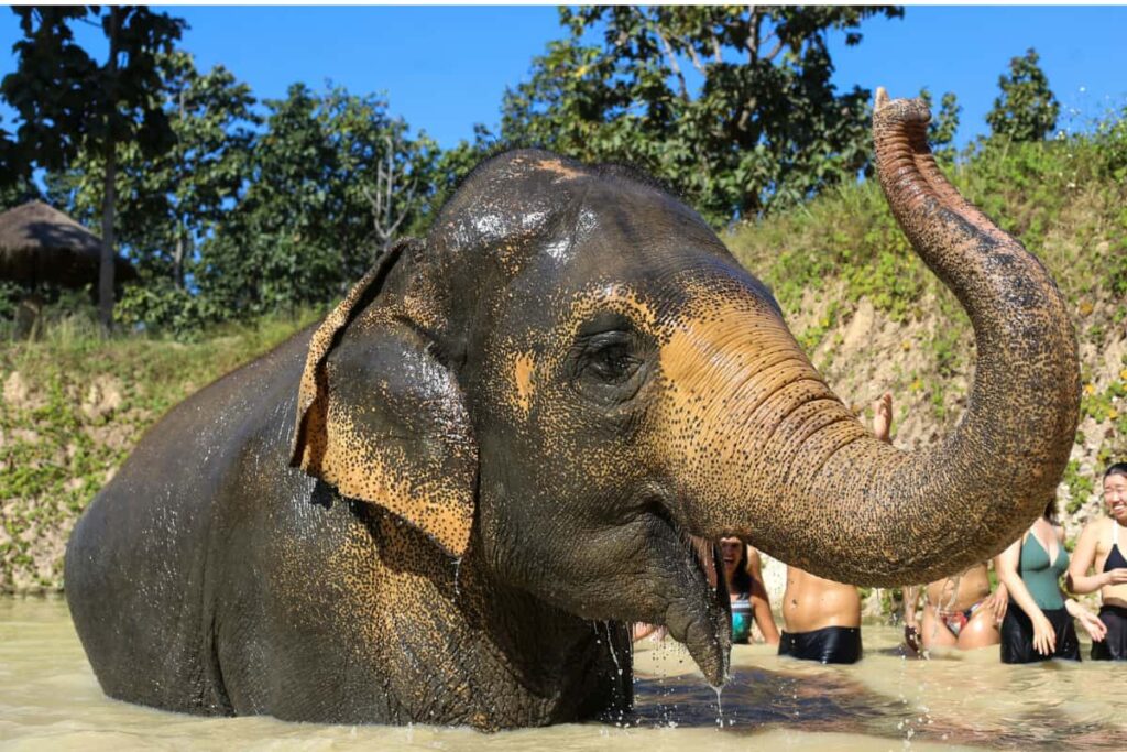 Elefante se banhando em rio com turistas ao fundo em santuário de elefantes em Chiang Mai, Tailândia