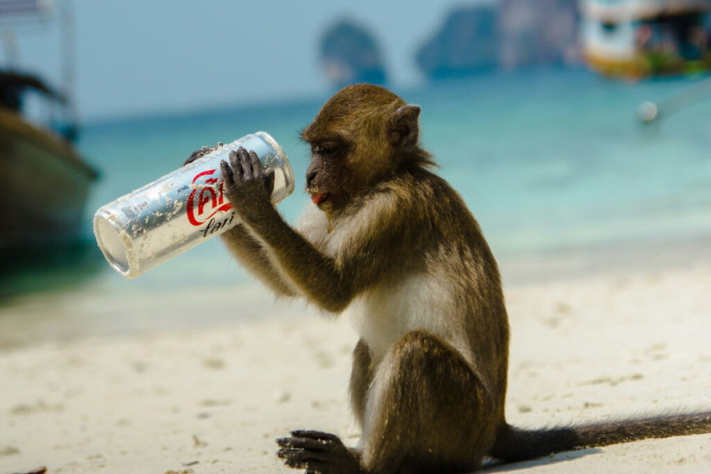 Macaco na Baía dos Macacos (Monkey Beach), atração das Ilhas Phi Phi