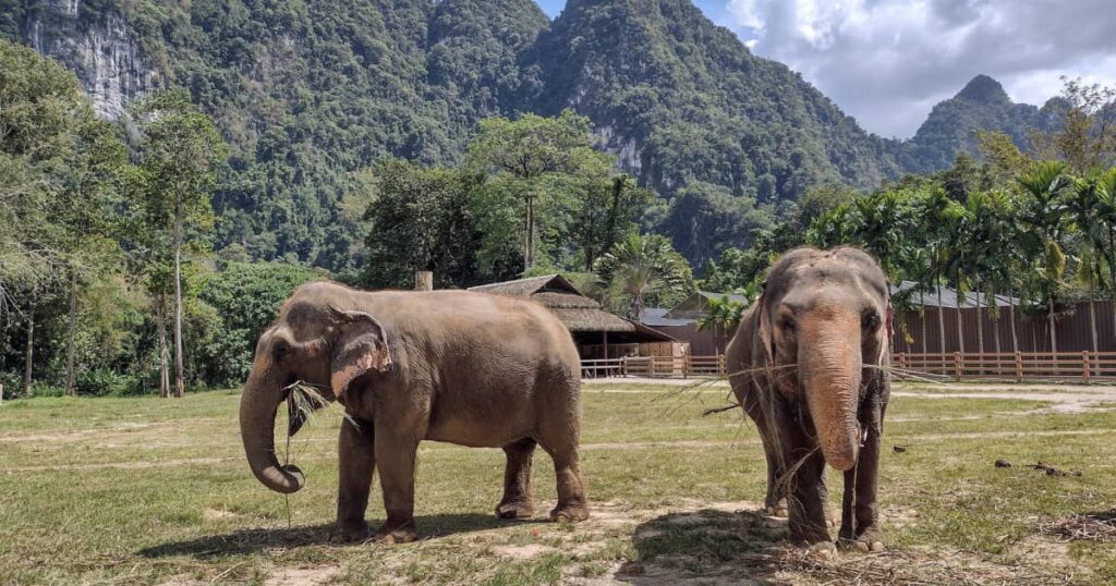 roteiro chiang mai - santuario de elefantes tailandia